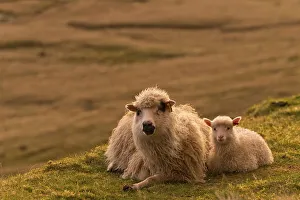 Ewe with lamb, lying down, evening mood