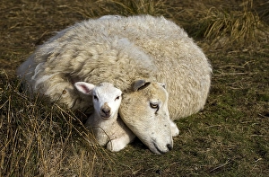 Ewe with lamb, North Friesland, Germany, Europe