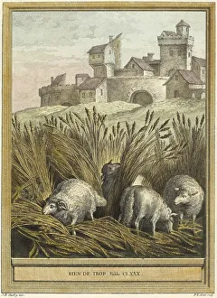 Nothing in excess, three sheep searching among the reeds for edible grasses