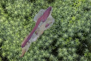 Exfoliated pine bark (Pinus sylvestris) on common wither moss (Polytrichum commune)