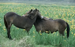 Exmoor Ponies, Texel, Netherlands