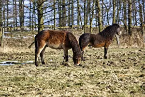 Two Exmoor ponies on winter pasture