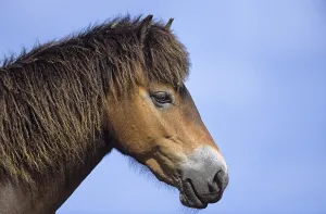 Exmoor Pony, portrait of a stallion in sunlight (Exmoor Pony)