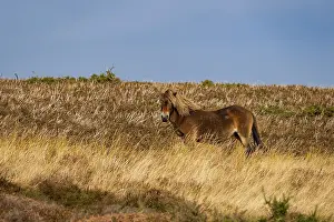 An Exmoor Pony, seen on Porlock Hill in Somerset