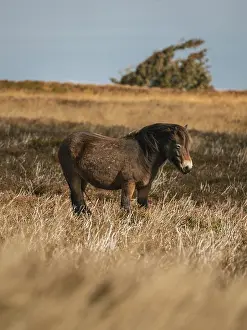 An Exmoor Pony, seen on Porlock Hill in Somerset