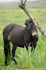 Exmoor Pony, Texel, Netherlands