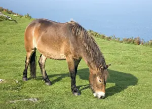 Exmoor pony, Valley of Rocks, Lynton