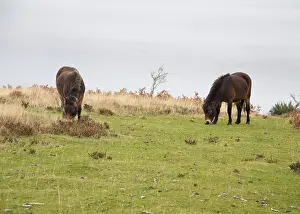 Exmoor pony a wild ancient breed of horse