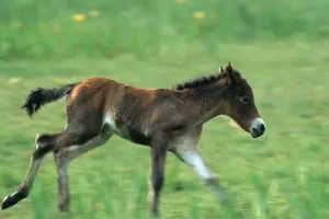 Exmoorpony