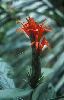 Exotic blossom in the Amazon basin