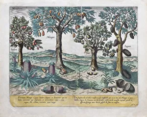 Exotic fruits and plants, including mango and pineapple