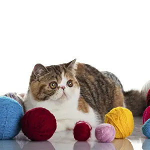 Exotic shorthair cat. Cat with balls of threads