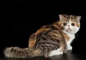 Exotic shorthair cat. Exotic domestic cat on black background