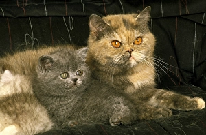 Exotic shorthair domestic cat, mother and kitten