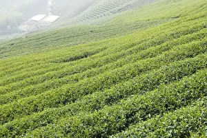 Expansive green tea fields with a misty atmosphere