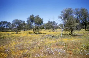 Expedition of the Melbourne Grammar School, Northern Territory, Australia 1956 blooming flowers in the outback