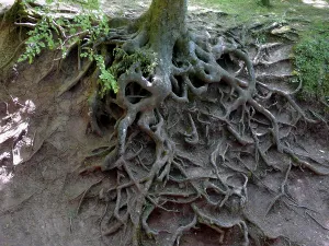 Exposed roots of a beech tree due to erosion
