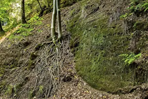 Exposed roots of a tree in the Drachenschlucht