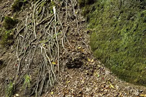 Exposed roots of a tree in the Drachenschlucht