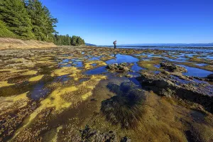 Exposed tide pools along the shoreline at Botanical Beach on Vancouver Island