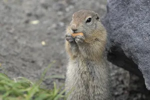 Expression Arctic ground squirrel eating cracker holding food in paws