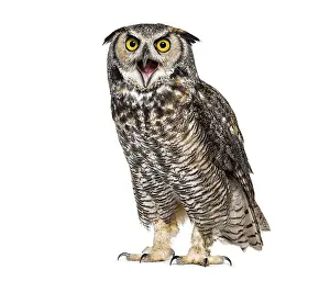 Expressive and looking angry Great horned owl bird