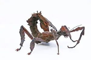 Extatosoma Tiaratum