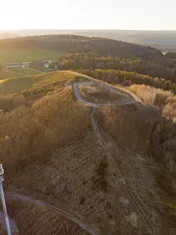 Extensive forest landscape with a path on the hill at sunset