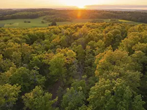 An extensive forest at sunset, the trees glow in autumnal yellow