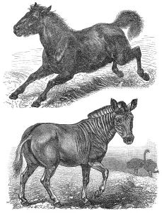 Extinct animals, Quagga (Equus quagga quagga)