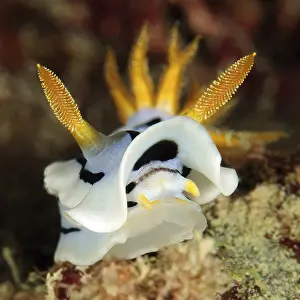 Extreme close-up of head of nudibranch (Chromodoris dianae)