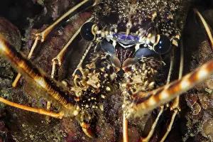 Extreme close-up of head portrait eyes of Common European spiny crayfish (Palinurus elephas)