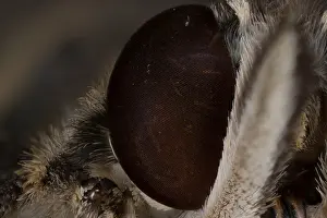 Extreme macro close-up of a butterfly compound eye showing intricate scales