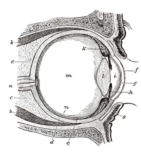 Eye, anatomical illustration