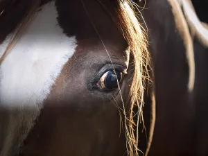 Eye of arabian horse shooting inside of stable