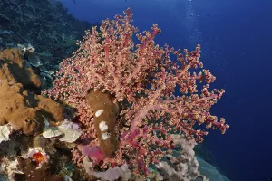 Category Wildlife DE Prints: Eye-catching pink coral, Godeffroy's soft coral (Siphonogorgia godeffroyi)