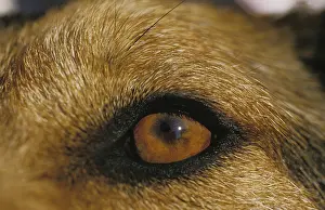 Eye of Dog, Close up