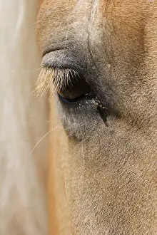 Eye of Haflinger horse, Seiser Alm