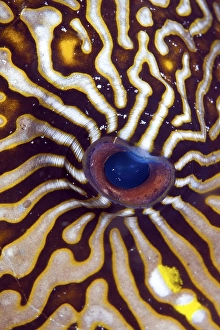 Eye of a Map Puffer (Arothron mappa)