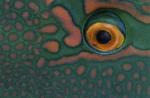 Eye of a Parrotfish (Scaridae)