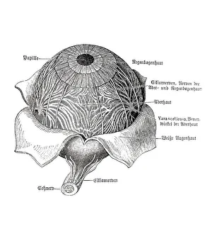 Eyeball, anatomical illustration