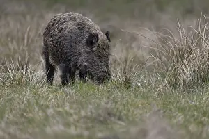 The eyes clearly show that the wild boar (Sus scrofa)