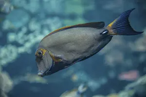 Eyestripe Surgeonfish (Acanthurus dussumieri)
