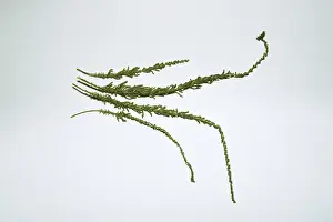 Fabiana, leaf drug (Fabiana imbricata)