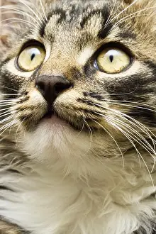 Framed Print : Face of a domestic cat with widely open eyes