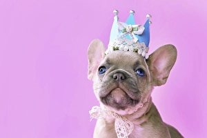 Face of French Bulldog dog puppy wearing a paper crown with lace and ribbons on pink background with empty copy space