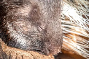 Face of a sleeping old world porcupine (Hystricidae)