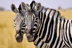 Faces of two Plains Zebras (Equus quagga)