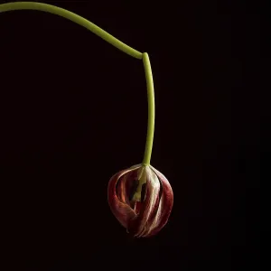 A faded red tulip, gently drooping from a slender green stem