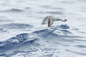 Fairy Prion (Pachyptila turtur) flying